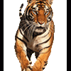 tigrenok
