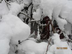IMG_5599.JPG