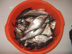 IMG_3099.GIF