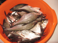 IMG_3098.GIF