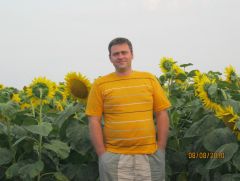 соняшникове поле