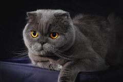 Дина