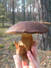 самий більший гриб)