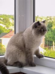 Кот