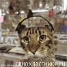 Александр Домбровский