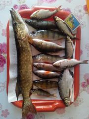 IMG 20140629 201719730