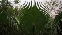 Palm