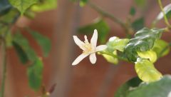 Lemon Flower