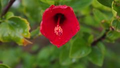 Hibiscus