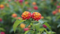 Flowers Africa