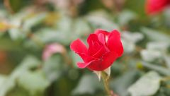 rose