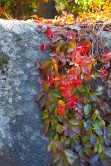 DSC00460 R
