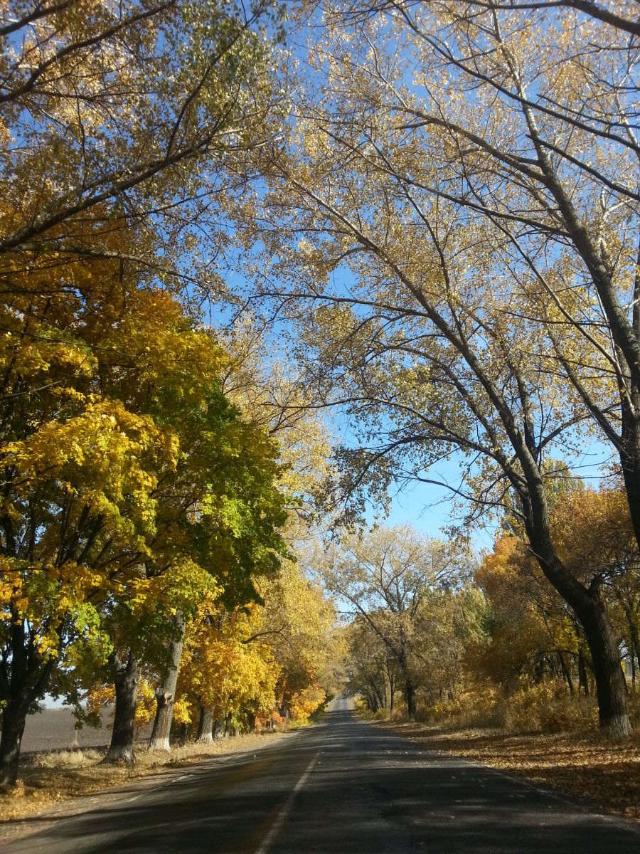 Софиевка окт. 2014г.