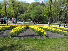 еще тюльпаны