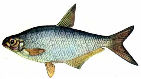 1202_club-fish.ru_1.jpg