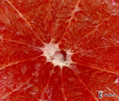1208504493_grapefruit2.jpg