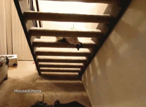 132267855343538.gif