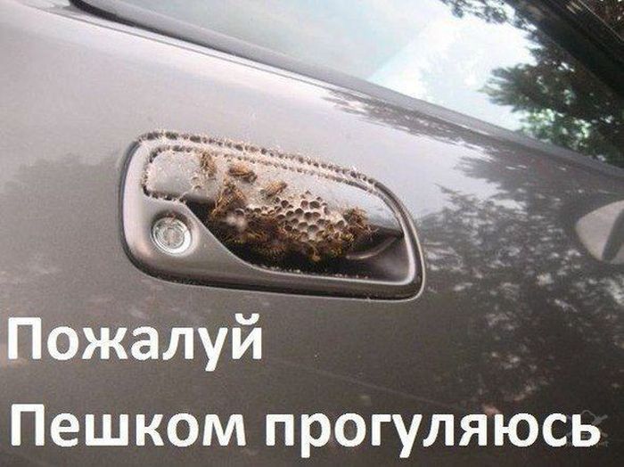 1362954832_1362950395_auto_prikoli_06_1.