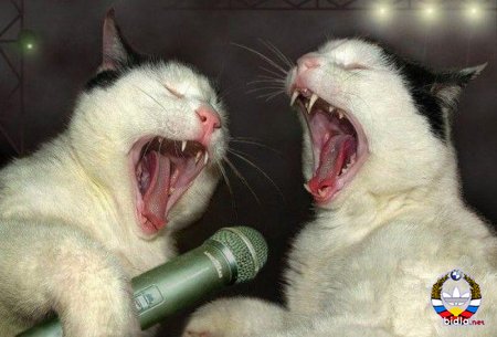 1379665697_tolko-ryumka-vodki-na-stole.j