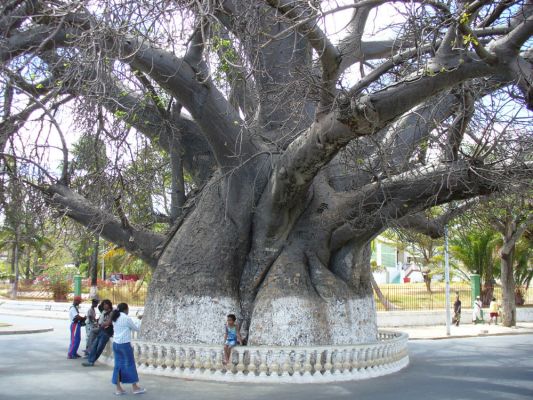 normal_Majunga%2C_baobab.jpg