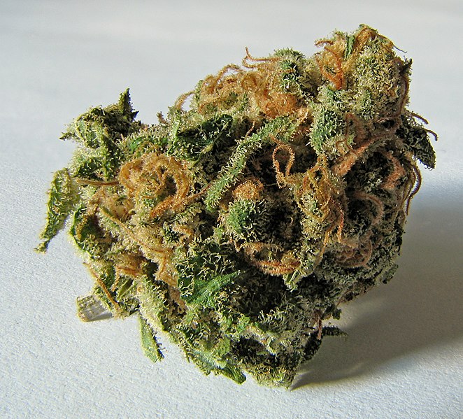 662px-Macro_cannabis_bud.jpg