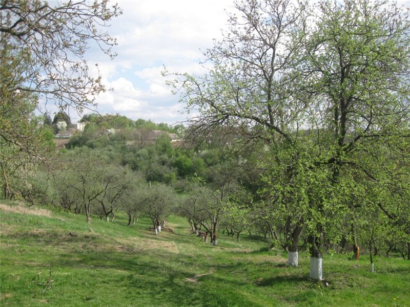 80ea9826e884.jpg
