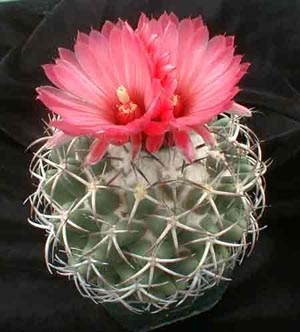 coryphantha_elephantid.jpg