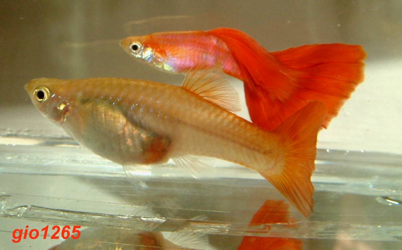 f20121218115845-guppi-krasnye.jpg