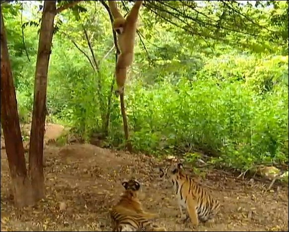 gibbon-taunts-tigers.jpg