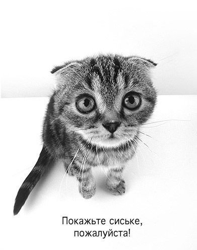 kotenok_siski.jpg