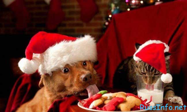 luchshie-novogodnie-shutki-i-prikoli-na-