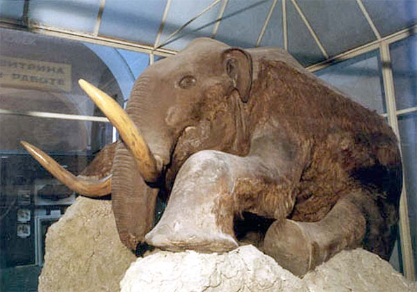 mammoth_berezovka_600.jpg