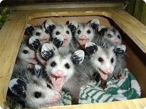 opossum18.jpg