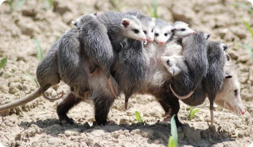 opossum19.jpg