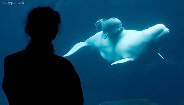 white-whale-born-01.jpg