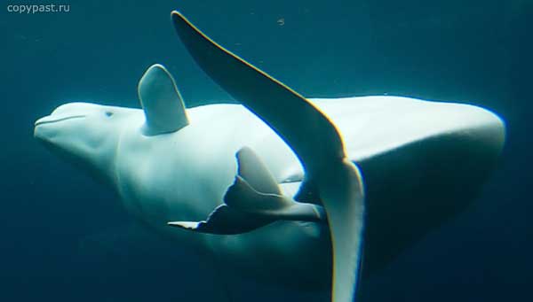 white-whale-born-02.jpg