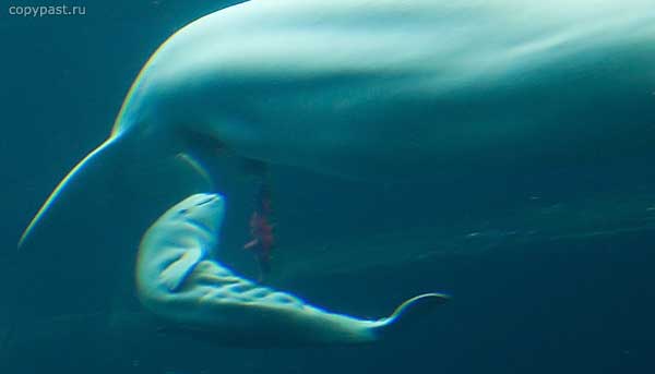 white-whale-born-06.jpg
