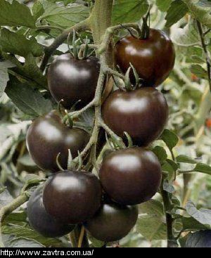 x_x_gall__Sotcium_Pomidor_Black_Prince.jpg