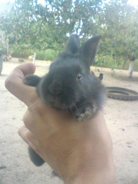 post-21664-0-33632200-1453989439_thumb.j