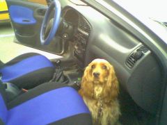 Моя машинка и собака