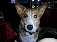 Моя собака......