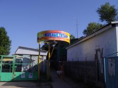 веселые птички