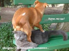 Котег и собачко
