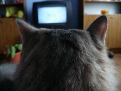 Людовик и телек