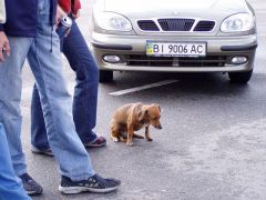 Самый главный член клуба