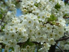 Вишни в Киеве