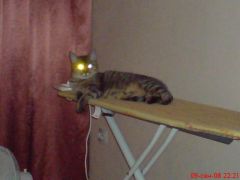 мой кот