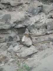 Snake