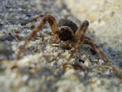 звери на пляже