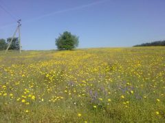 Поле из одуванчиков